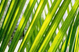 fresh palm tree leaves photo