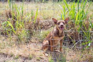 Dog behind metal fence photo