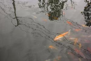 coloridos peces koi en el estanque foto