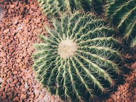 cactus in the garden photo