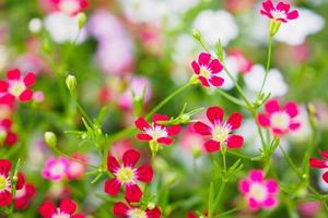 Beautiful Babysbreath gypsophila flowers on green meadow photo