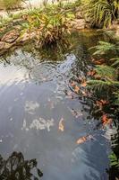 peces koi en estanque de jardín diseño de paisaje decorativo foto