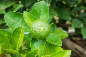 Fresh green lemon limes on tree in organic garden photo