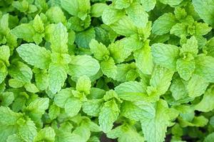 close up mint leaves plant grow in organic vegetable garden photo