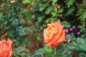 hermosas rosas naturales frescas en el jardín de flores foto