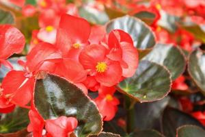 red begonia flower in garden photo