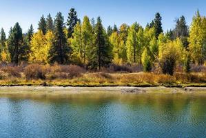 Green trees changing color to yellow near reflecting lake during autumn season.