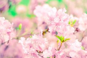 Beautiful pink or violet Rhododendron with blured background photo