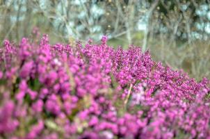 Heather flowers. Small violet flowers. vintage paper background. retro style photo