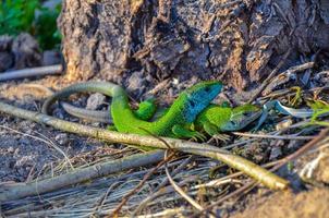 European green and blue lizard Lacerta couple viridis couple during the breeding season photo