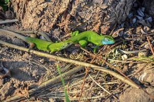 Lagarto verde y azul europeo lacerta pareja viridis pareja durante la temporada de cría foto