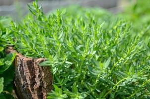 Detail view of green fresh herbs in the garden photo