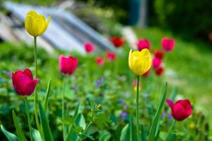 Red and yellow tulips in the spring garden photo
