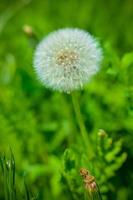 Round dandelion with white down on the field photo