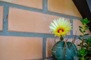 Beautiful view of a yellow flowering cactus photo