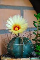 Beautiful view of a yellow flowering cactus photo