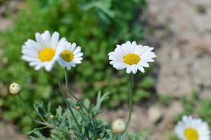 Close-up of white and yellow spring daisy flowers and yellow dandelions photo