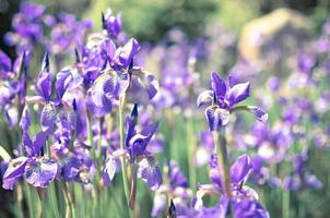 flores de color azul violeta de iris silvestre, cubiertas con gotas de lluvia de verano, sobre un fondo verde foto