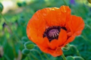 Red Poppies flowers in garden or meadow photo