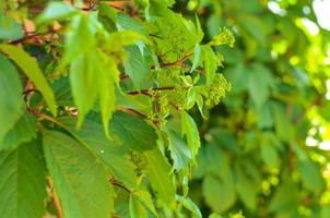 Wild grapes hanging down on the wall photo