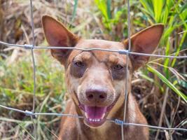 Dog behind metal fence photo