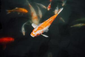 Colorful koi fish in the pond photo