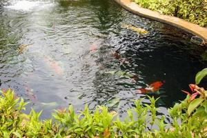 Carpas de fantasía coloridas peces koi en estanque de jardín foto