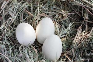 eggs in nest photo