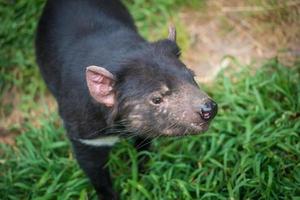 Closeup shot of Tasmanian Devil. Tasmanian devils are the world's largest carnivorous marsupials and among Australia's most beloved creatures. photo