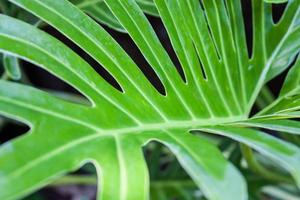 fresh green leaf photo