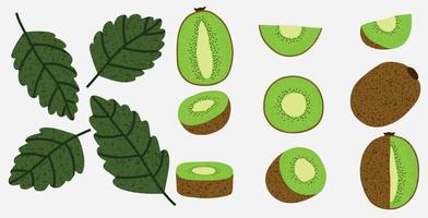 hand drawn set of kiwi fruits on a white background. vector