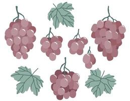 conjunto dibujado a mano de uvas sobre un fondo blanco. ilustración vectorial vector