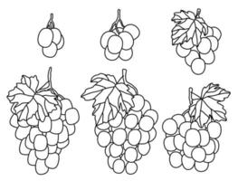 hand drawn set of grapes on a white background. vector illustration