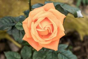 Beautiful fresh natural roses in flower garden photo