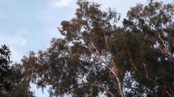 árvore de goma, eucalipto é um gênero de mais de setecentas espécies de árvores floridas, arbustos ou mallees na família murta, myrtaceae, eles são comumente conhecidos como gomas ou eucaliptos.