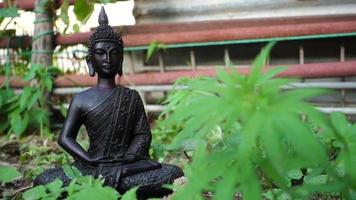 An isolated black stone buddha statue sitting in a lotus pose in natural surrounding. INDIA video