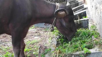 A close up video clip of domestic water buffalo in northern himalayan region in India eating grass.