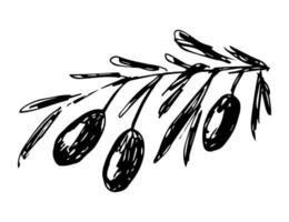 Hand-drawn vector black and white ink drawing. Branch with olives, leaves isolated on a white background. Plants, healthy foods. For prints, labels, packaging.