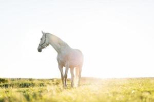 Lonely white horse standing on the grass field in the sunset. photo
