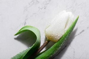 White tulip on marble background. photo