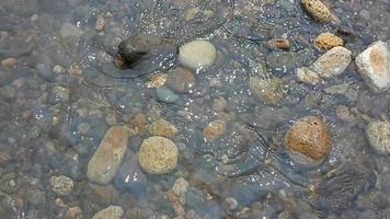 small rocks break the clear and calm stream