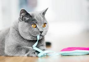 British Shorthair cat playing with a toy photo
