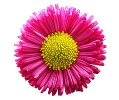 Fresh pink daisy flower isolated on white. photo