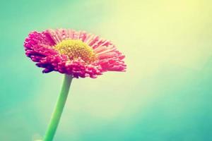 flor de margarita fresca en la llamarada del sol. colores pastel, vendimia foto