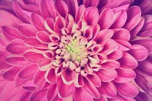 Dahlia flower petals pattern close-up. Background photo