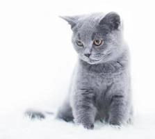 Young cute cat resting on white fur photo