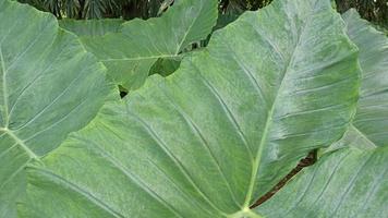 broad green taro leaves video