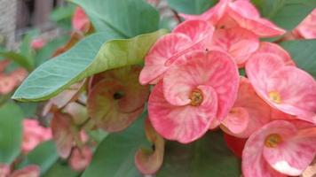 beautiful red flowers that are bright and fresh in the daytime video