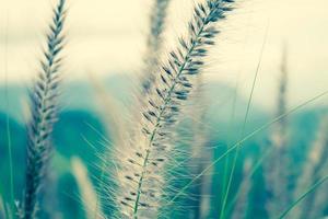 Grass flower close up photo