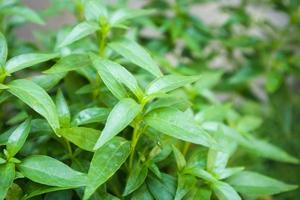 close up Andrographis paniculata plant leaves Ayurveda herbal medicine photo